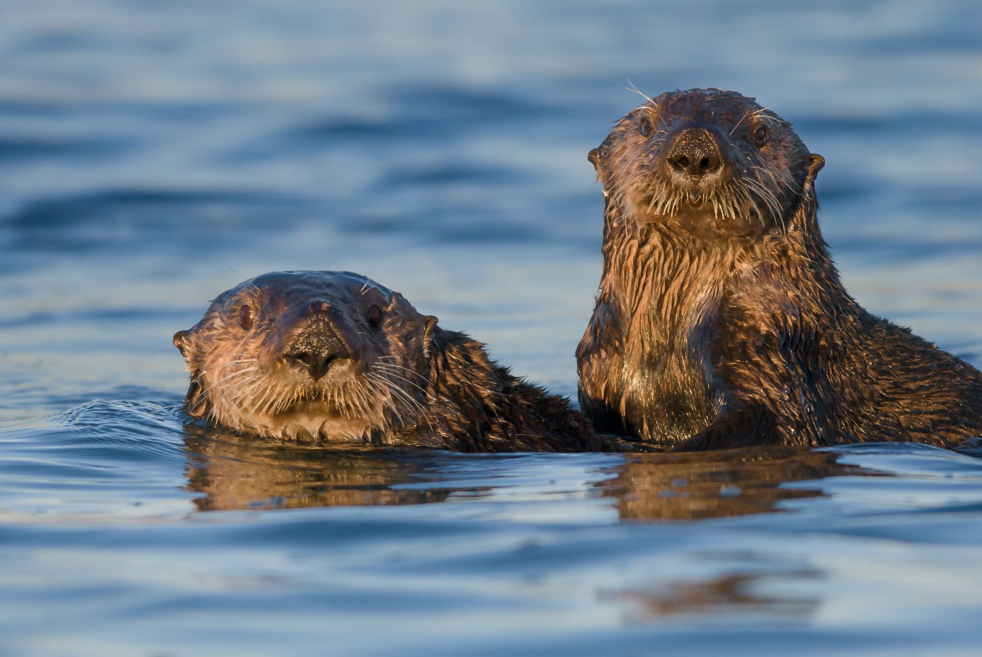 Two sea otters swimming in blue water, looking toward the camera.