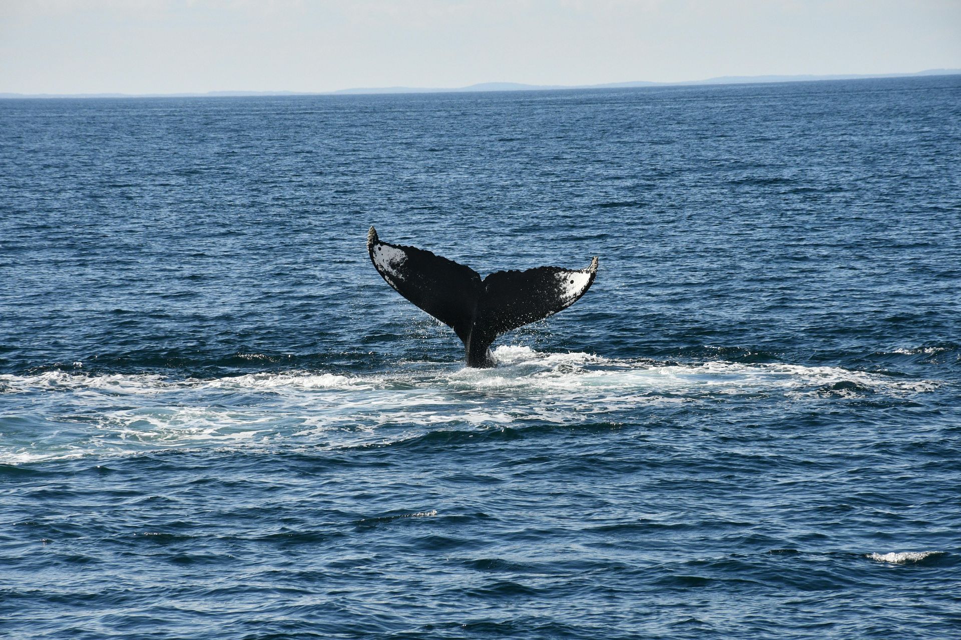 A humpback whale's tail fluke rises above the deep blue ocean water.
