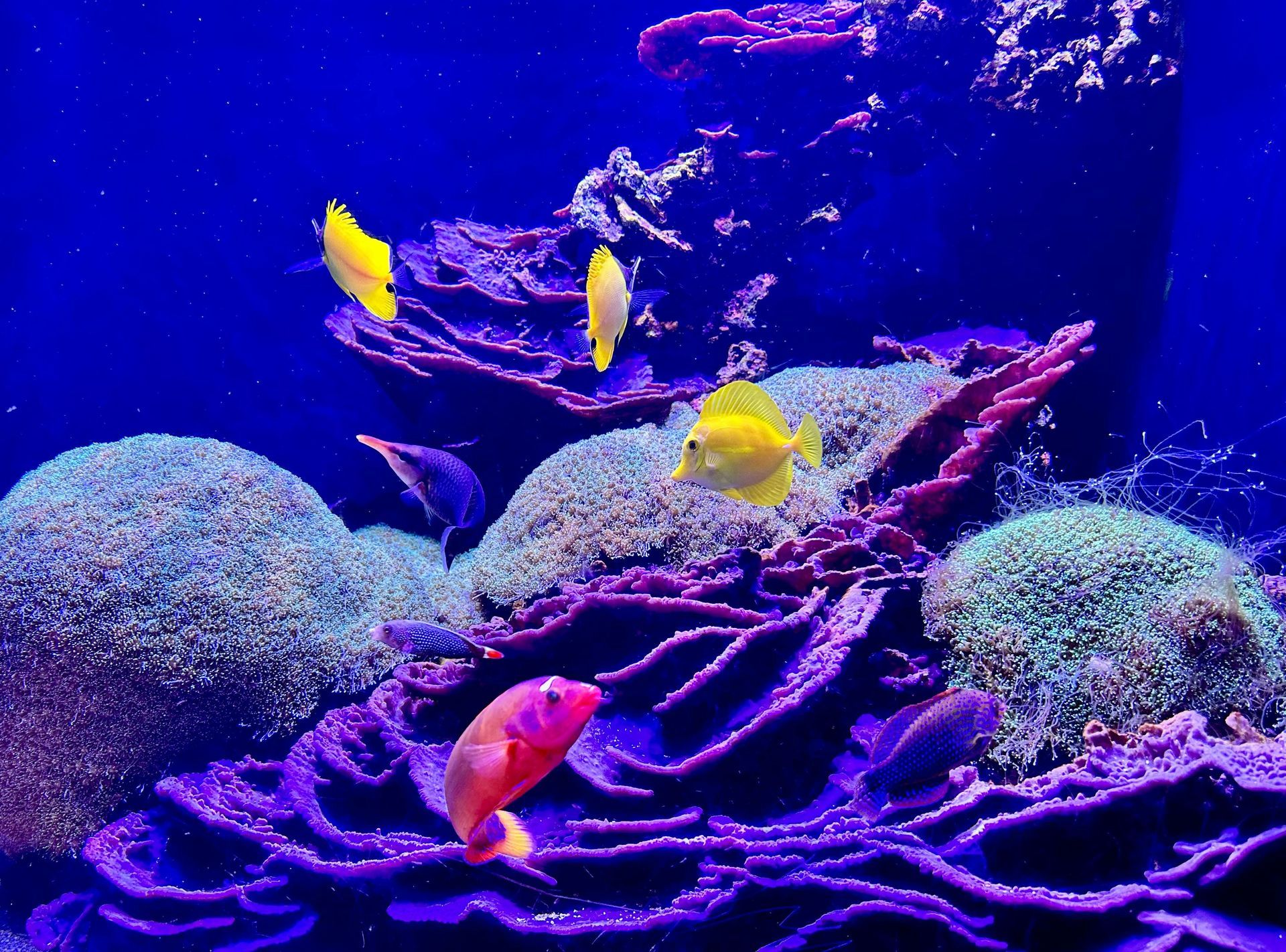 Bright yellow and pink fish swim among purple coral structures in a deep blue underwater aquarium setting.