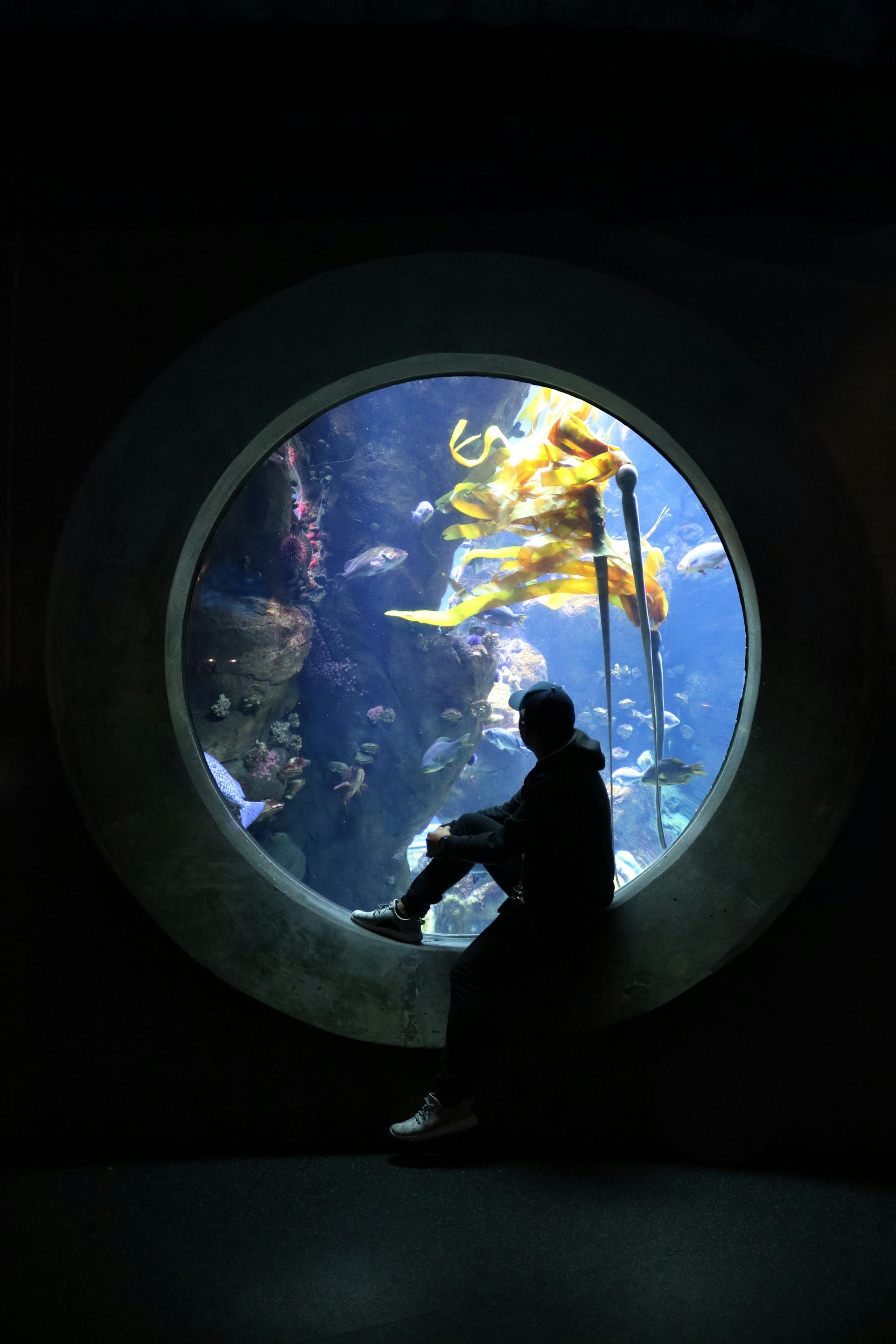 A person sits in silhouette on the ledge of a large circular aquarium window, observing kelp and fish inside.
