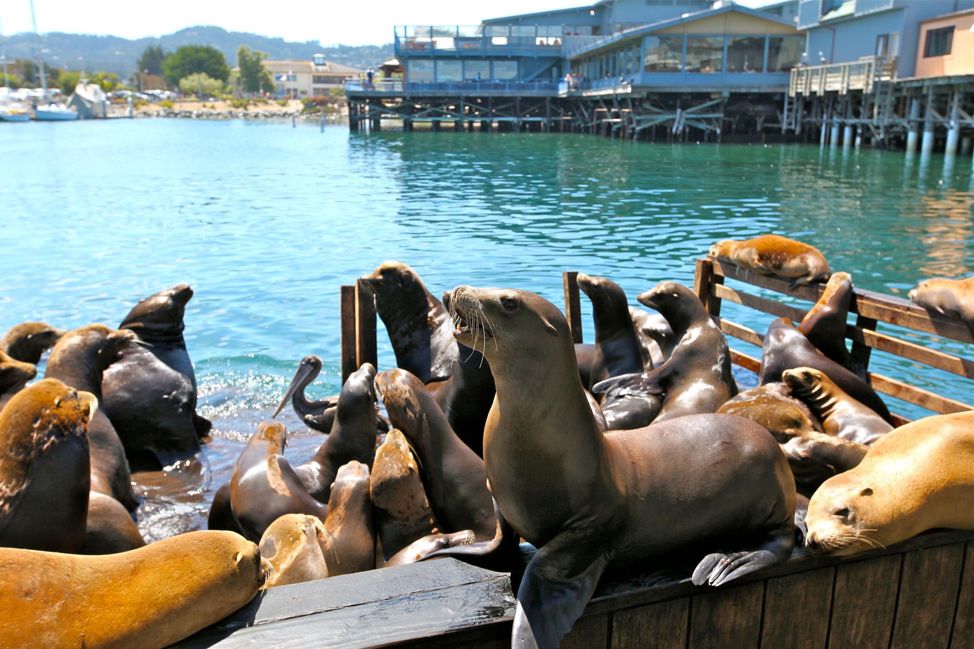 Sea lions resting on a dock by blue water with buildings in the background