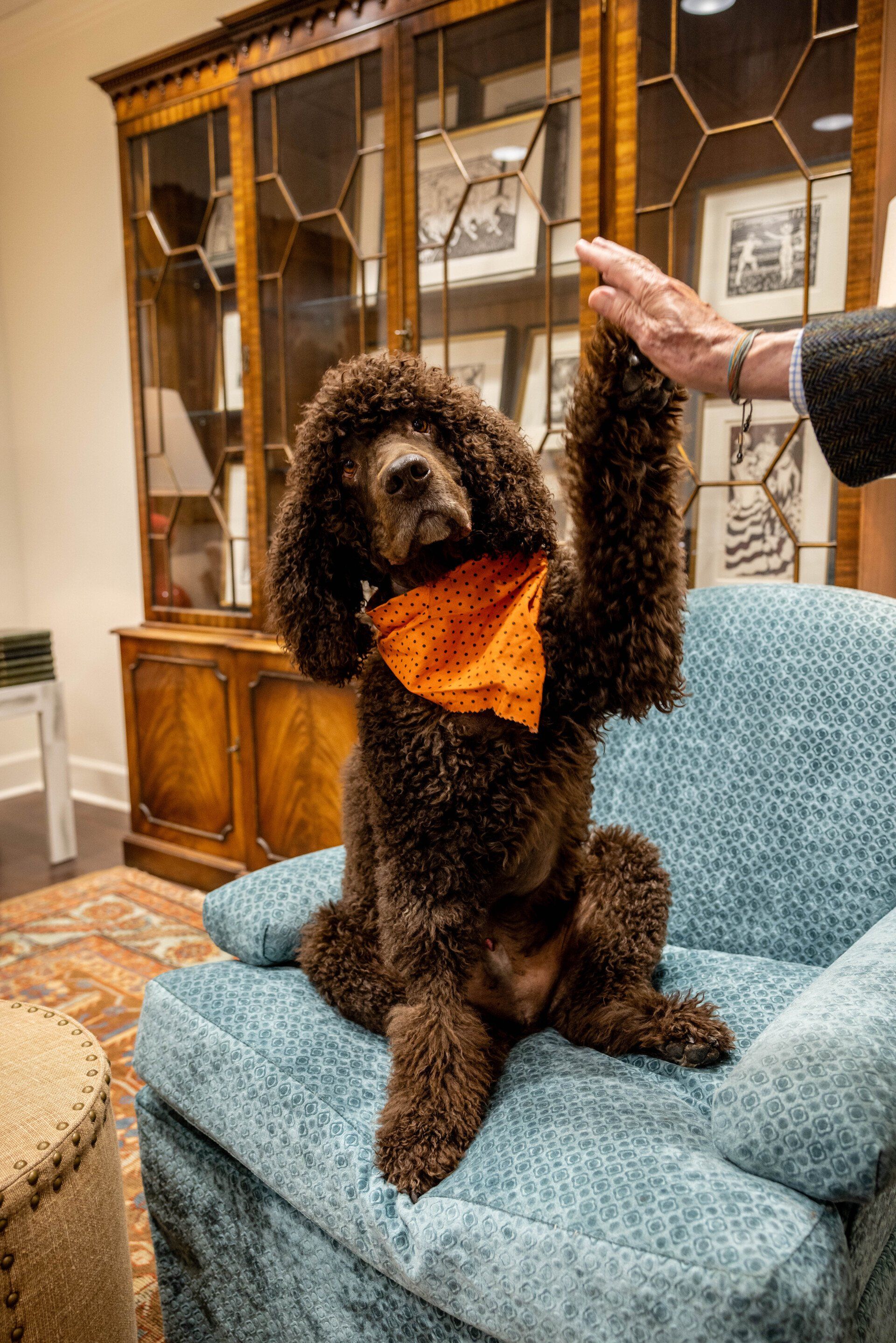 A brown poodle wearing an orange bandana is sitting on a blue chair.