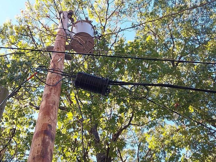 Tall tree and utility pole with power lines against a bright blue sky and leafy branches