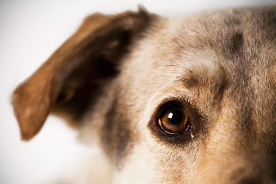 dettaglio sguardo di un cane
