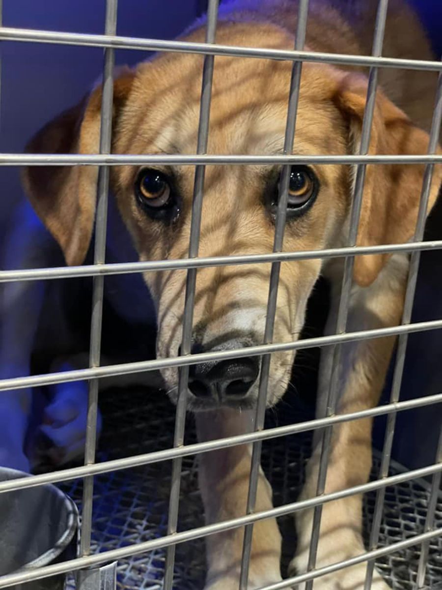 cane in gabbie pronto per uscire