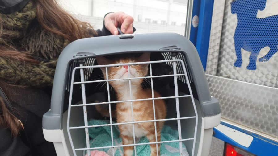 gatto in trasportino da viaggio