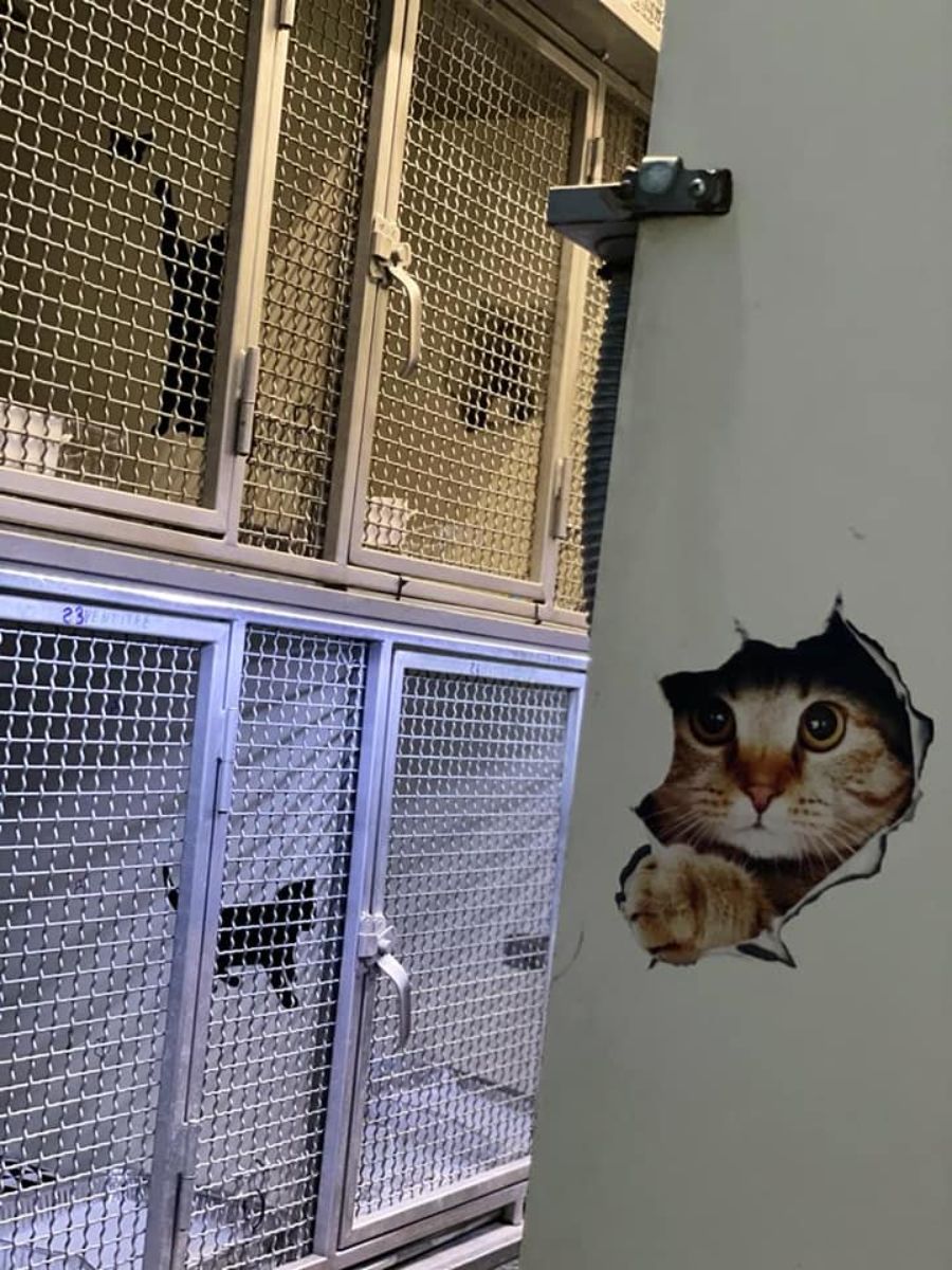 gabbie per trasporto animali