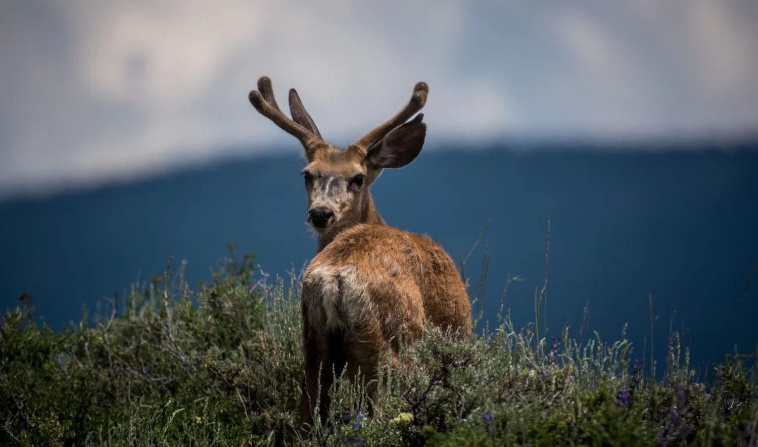 Deer in the mountains of Land Between Lakes State Park near Eagles Nest RV Park