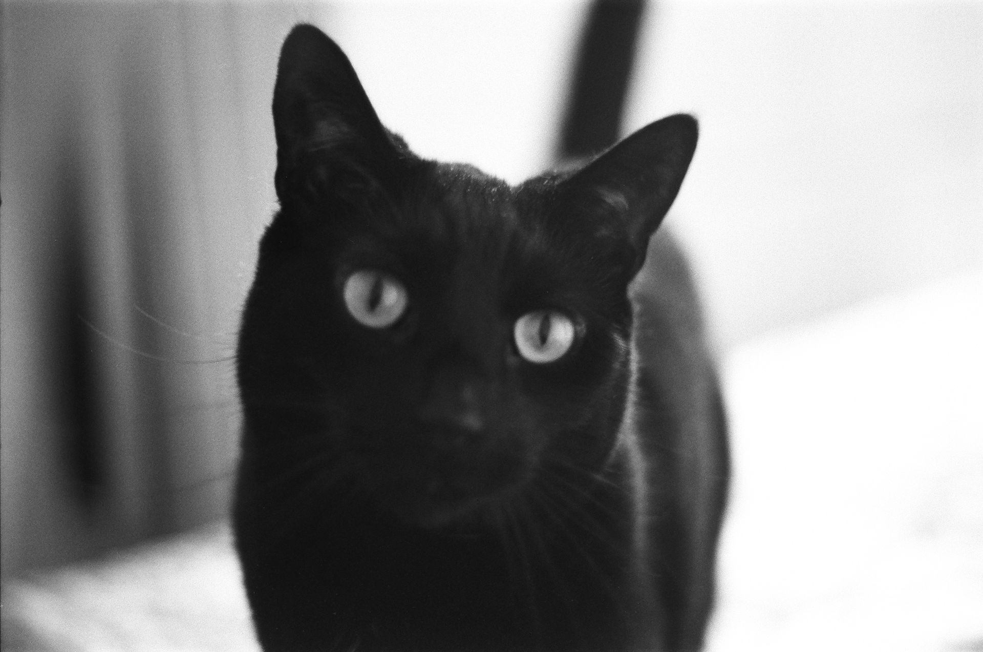 black and white photo of a black cat