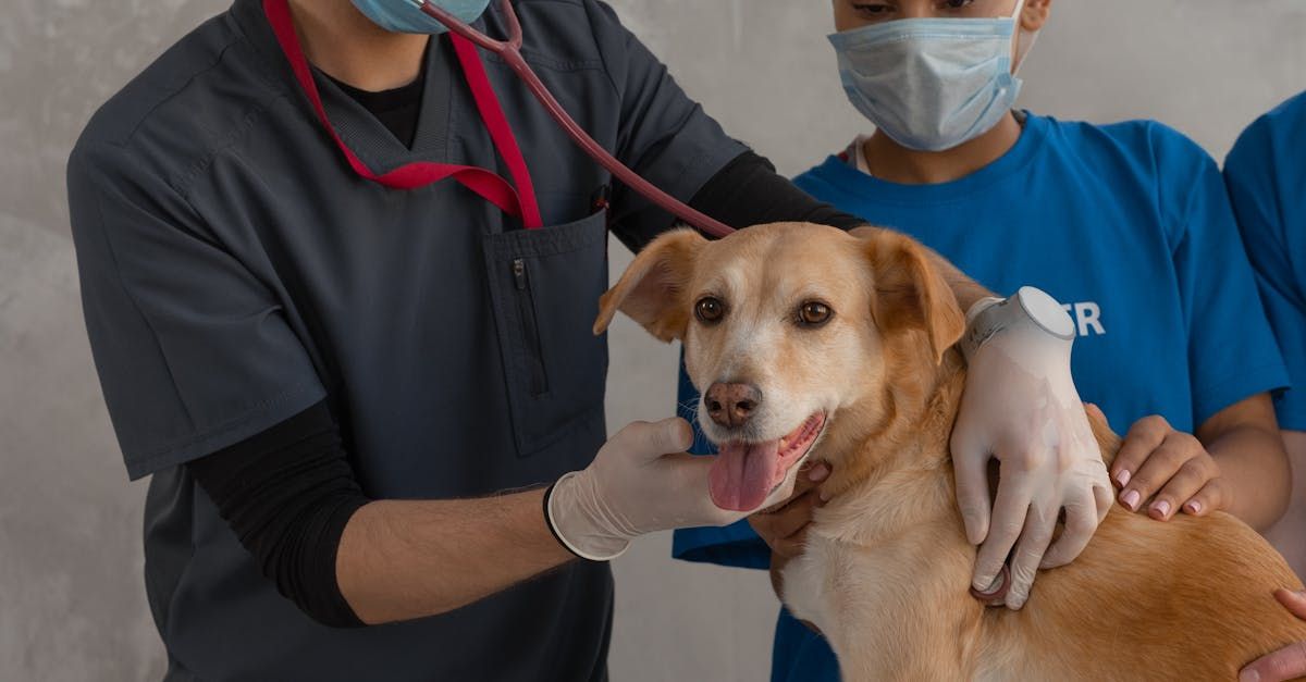Vet taking care of a dog