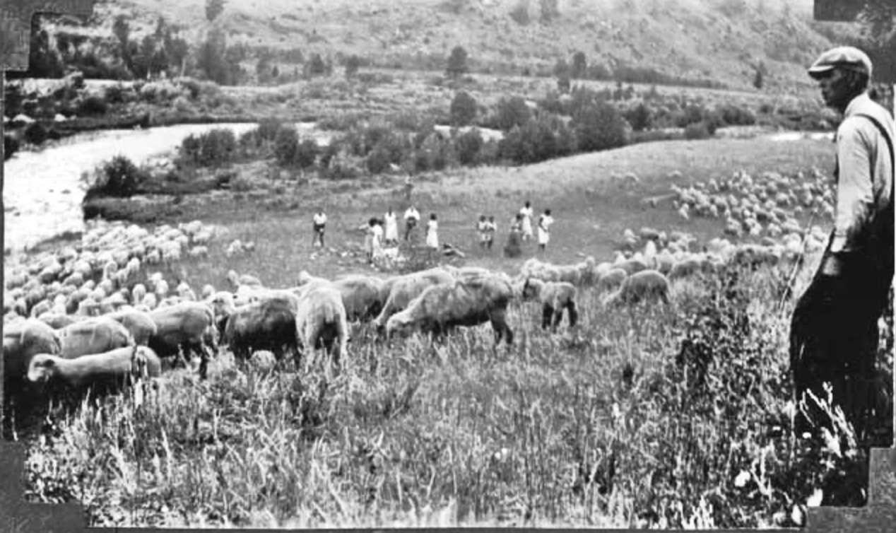 A black and white photo of a man standing next to a herd of sheep