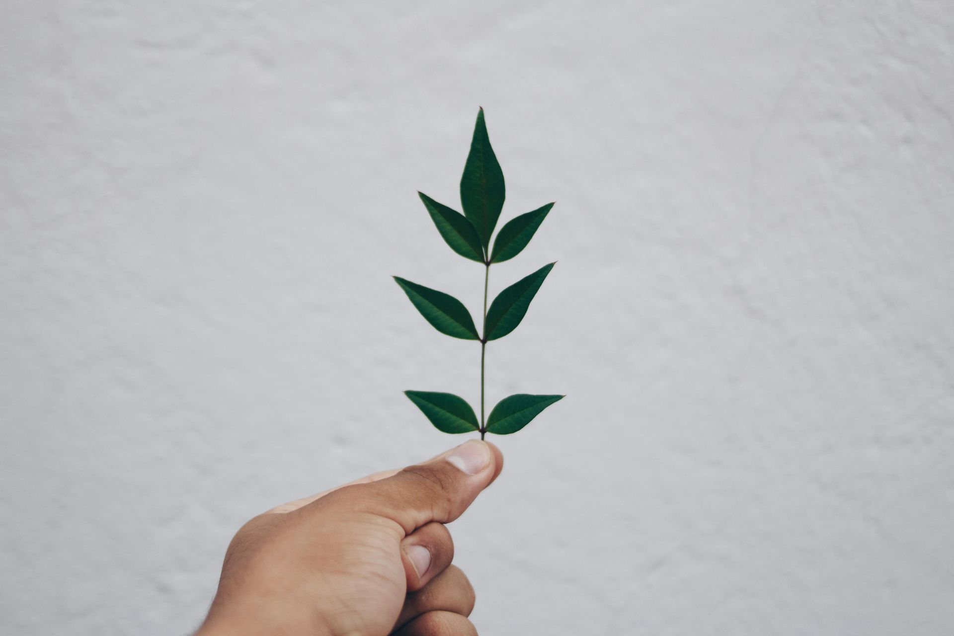 Een persoon houdt een groen blad in zijn hand.