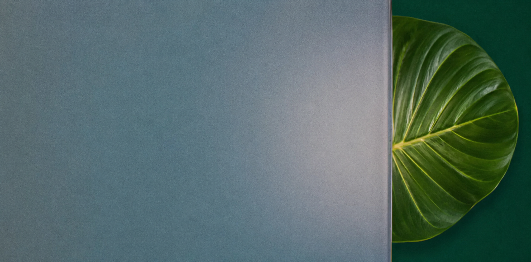Blue-gray wall with a green leaf peeking from the right side