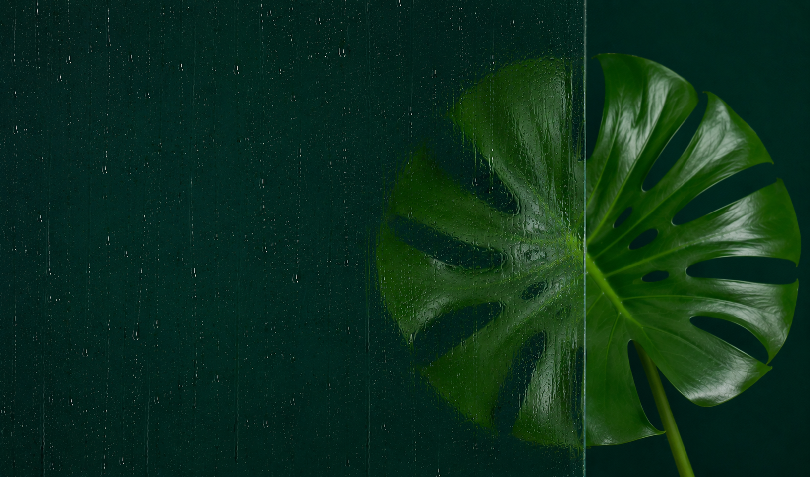 Green leaf on dark green textured background with dotted pattern and a circular spotlight