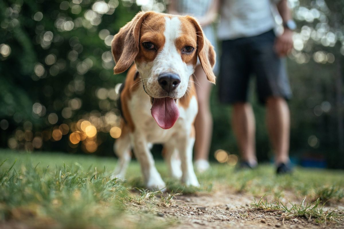 dog