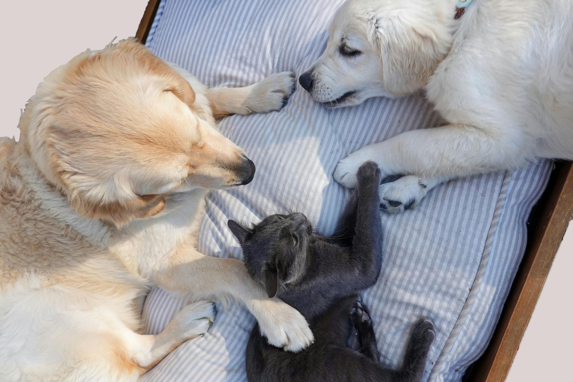 Three dogs and a black kitten cuddling together on a striped cushion