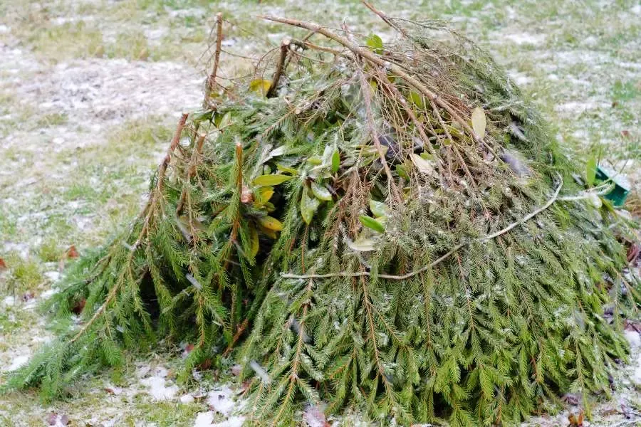 Protect Your Plants From Snowburn, Wind, And Freezing