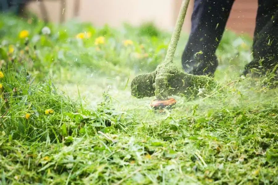 grass cutting