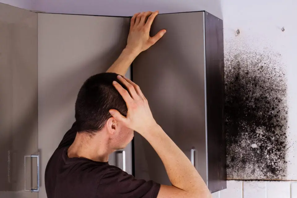 mold odors