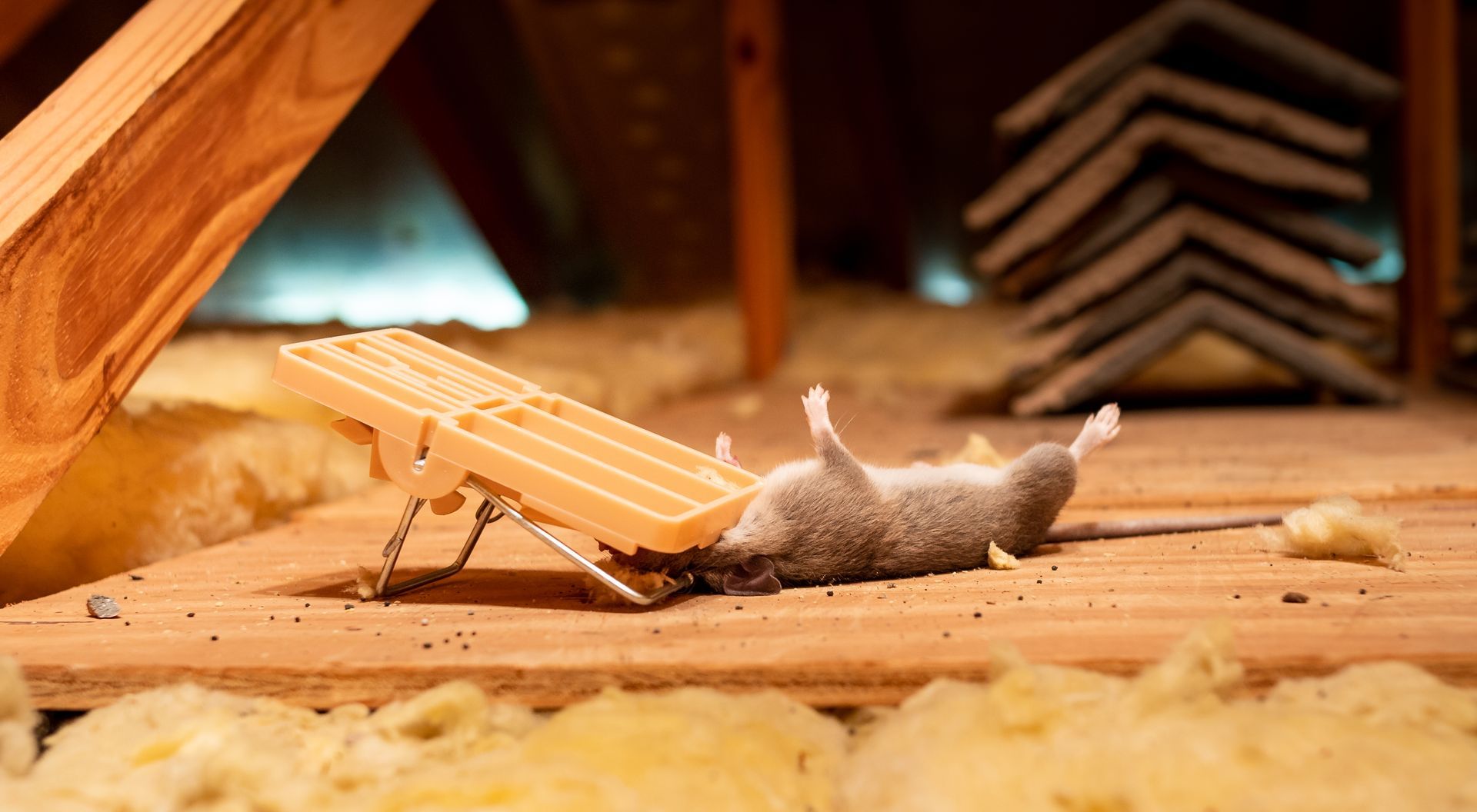 Gray cat under a tiny wooden chair in a warm attic with stacked books in the background