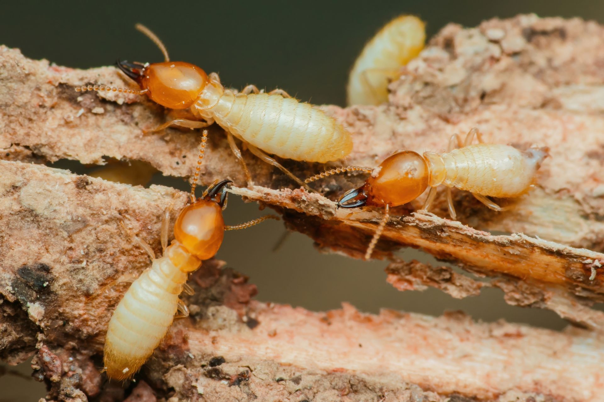 Three termites crawling on a rough piece of wood.