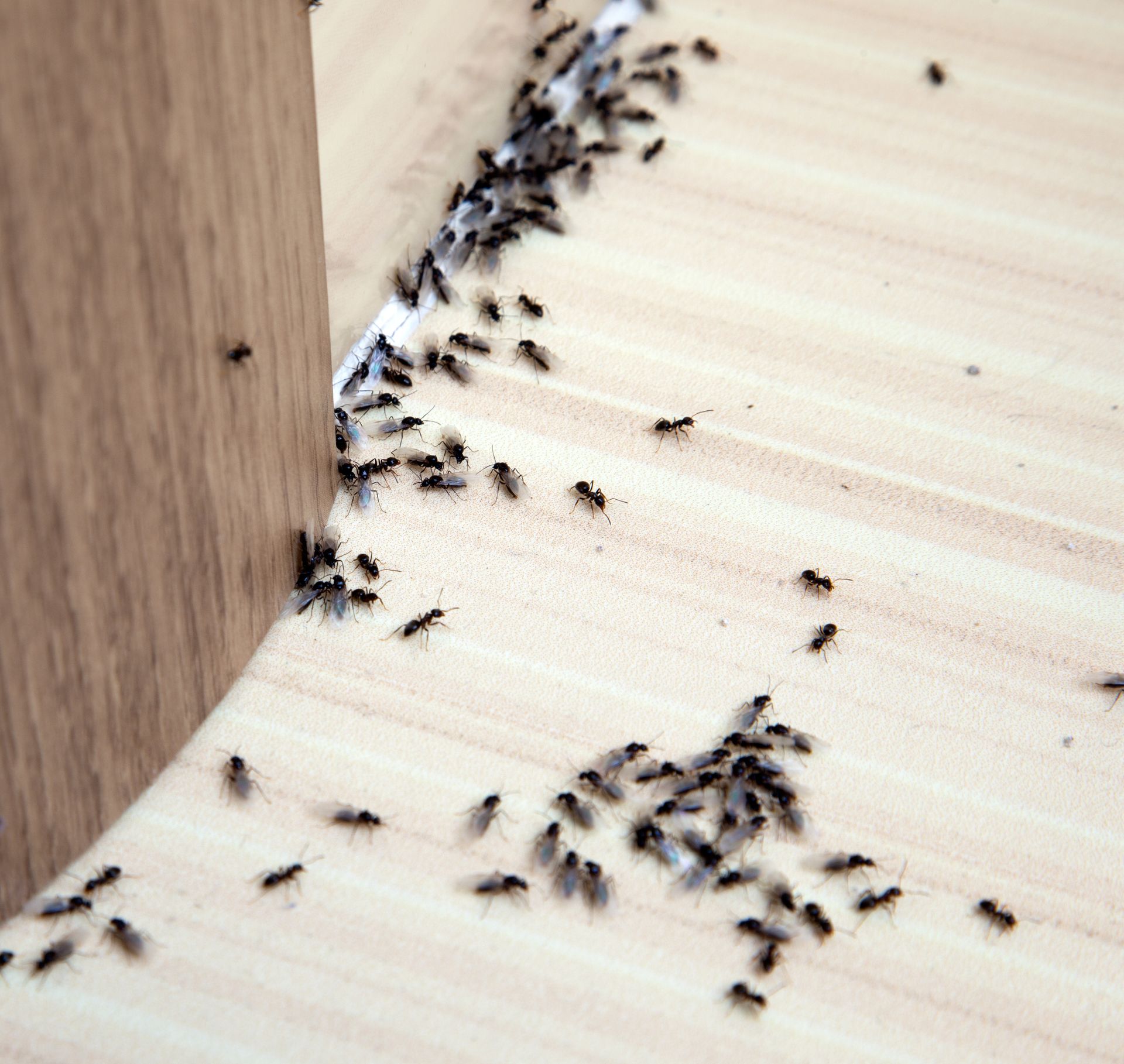 Ants swarming along a wooden corner and scattered across a light floor