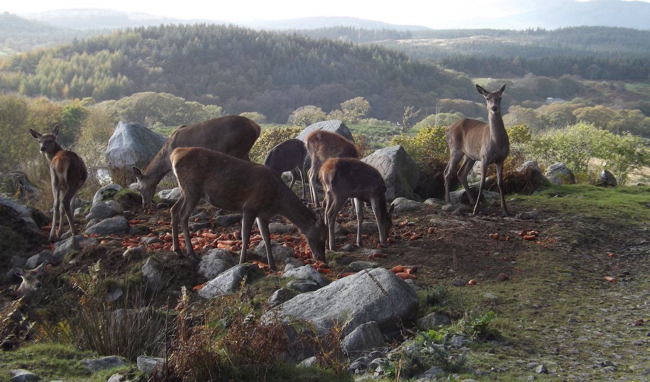 Bainloch Deer Park Tours Sandyhills, Dalbeattie, Dumfries & Galloway, Scotland
