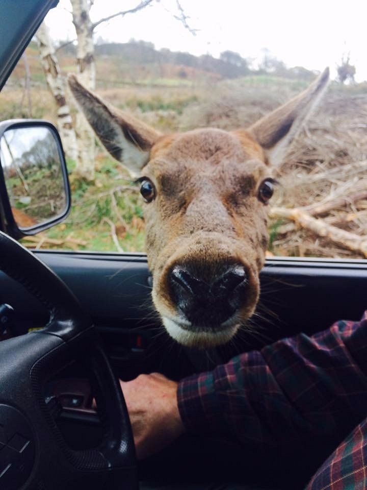 Red deer getting up close and personal on our safaris.