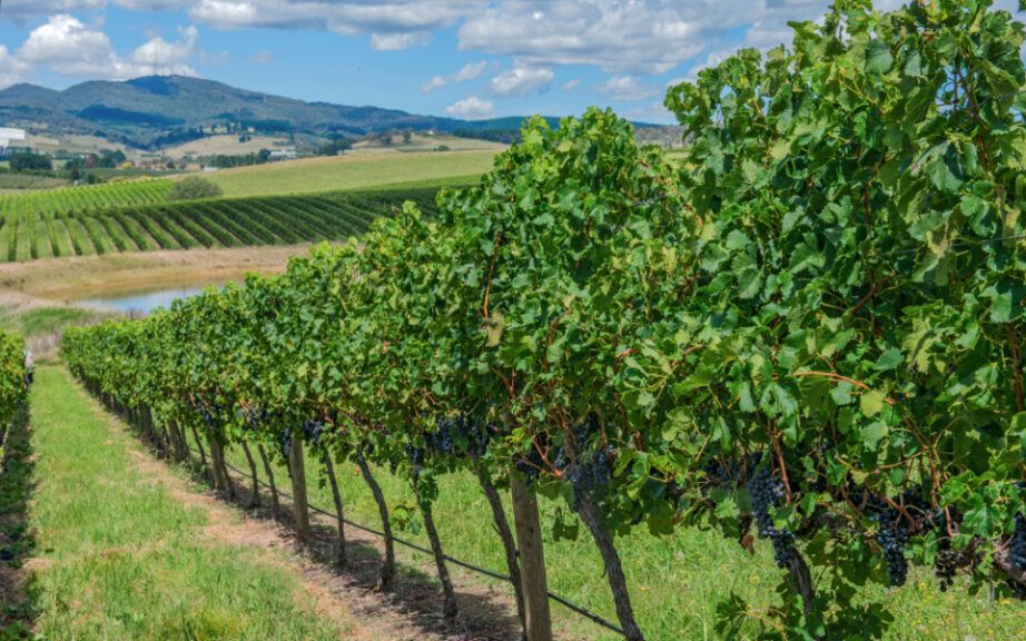 Vineyard Rows With Lush Green Grapevines and Dark Grapes — Mid Richmond Plumbers & Suppliers in Wollongbar, NSW