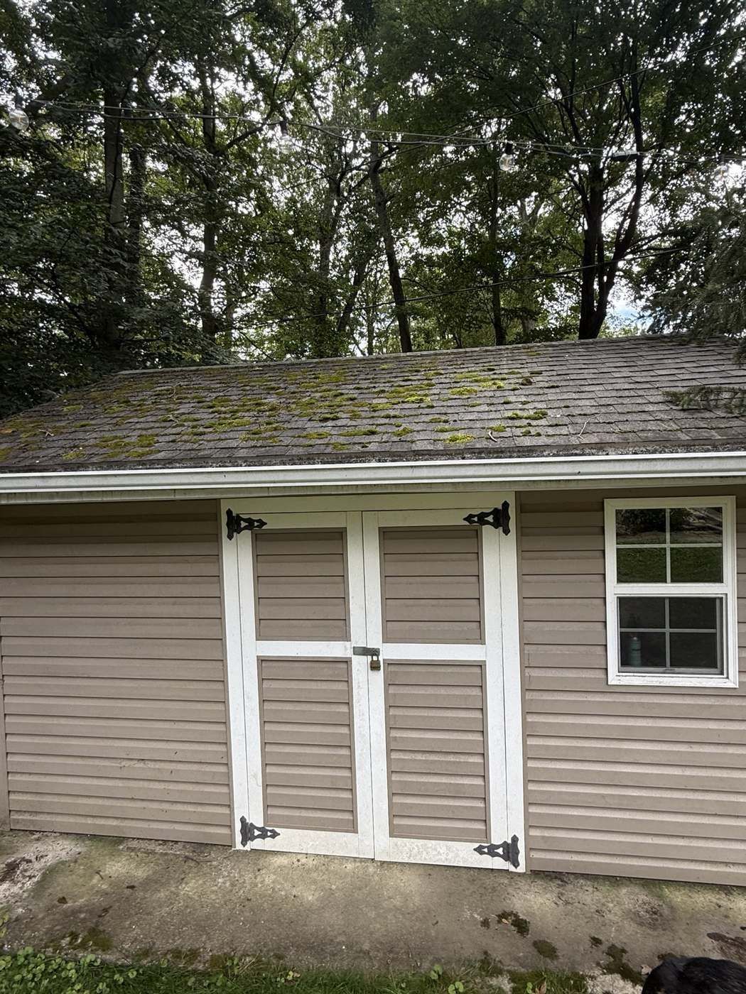 Shed exterior with mossy roof before cleaning
