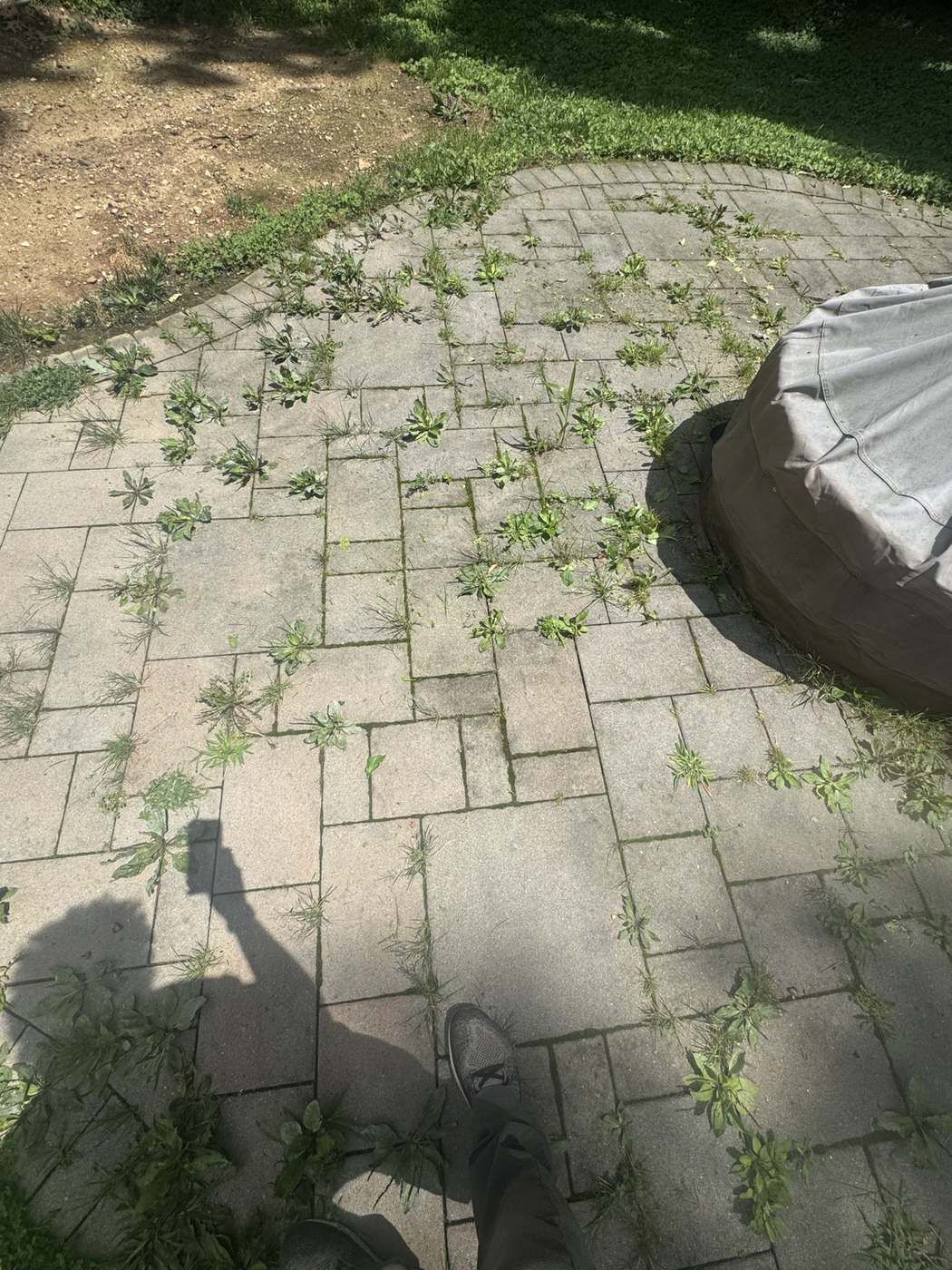 Paver patio before cleaning with weeds