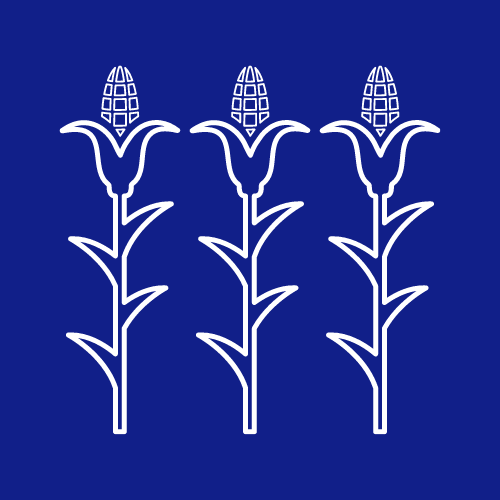 three corn on the cob are lined up in a row on a blue background .