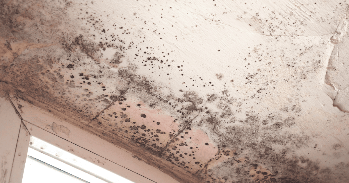 Asbestos removal near me