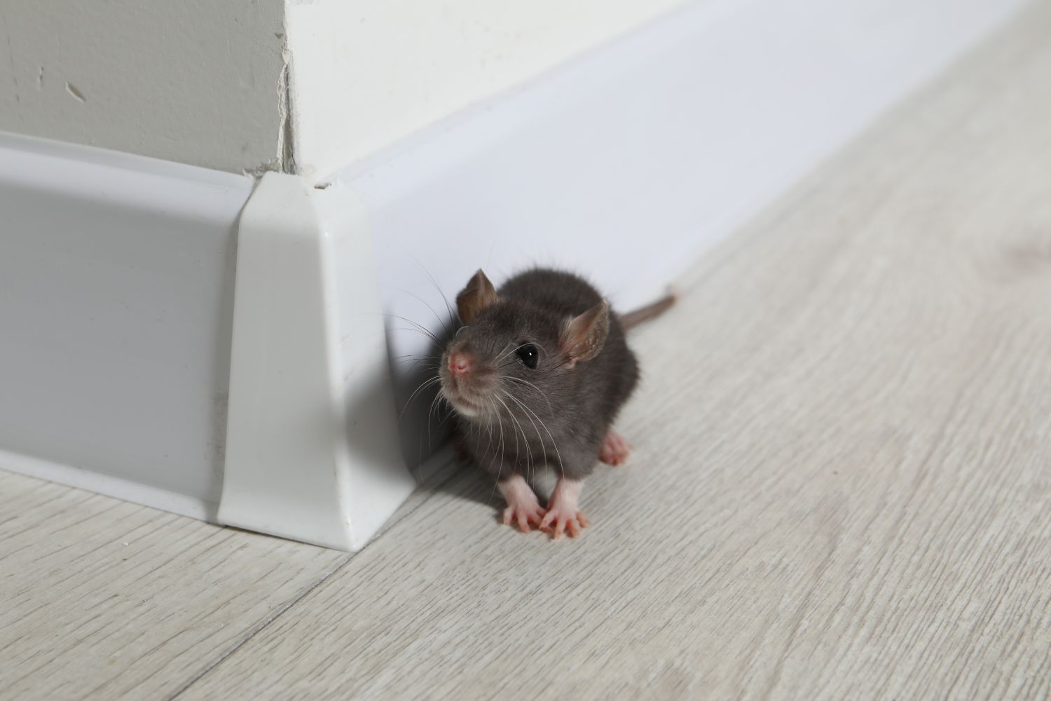 Image of a mouse looking towards the camera. Professional rodent & mice control with Abair Lavery.