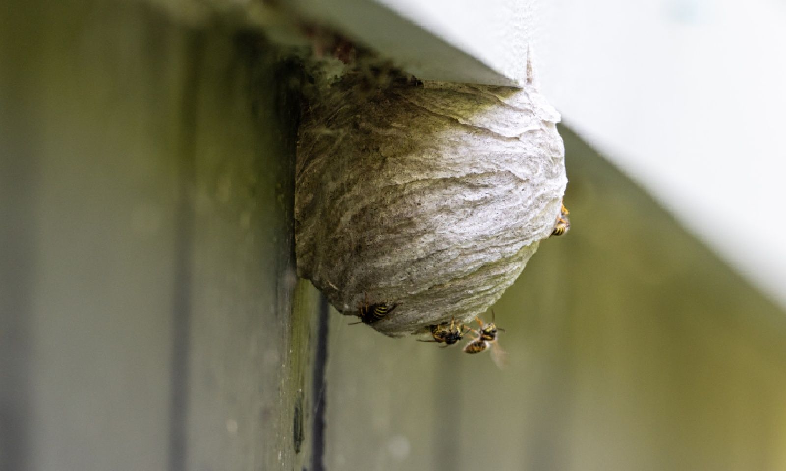 Bee and Wasp Treatment for Home