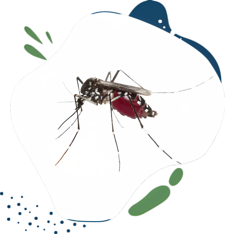 mosquitoes