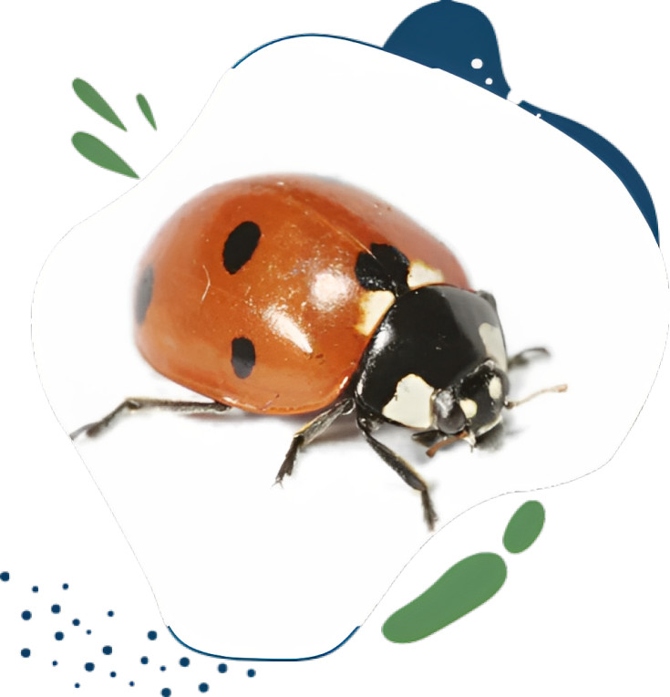 lady bug