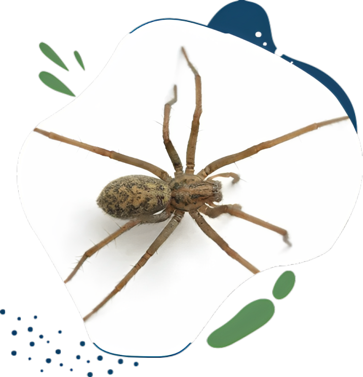 spiders