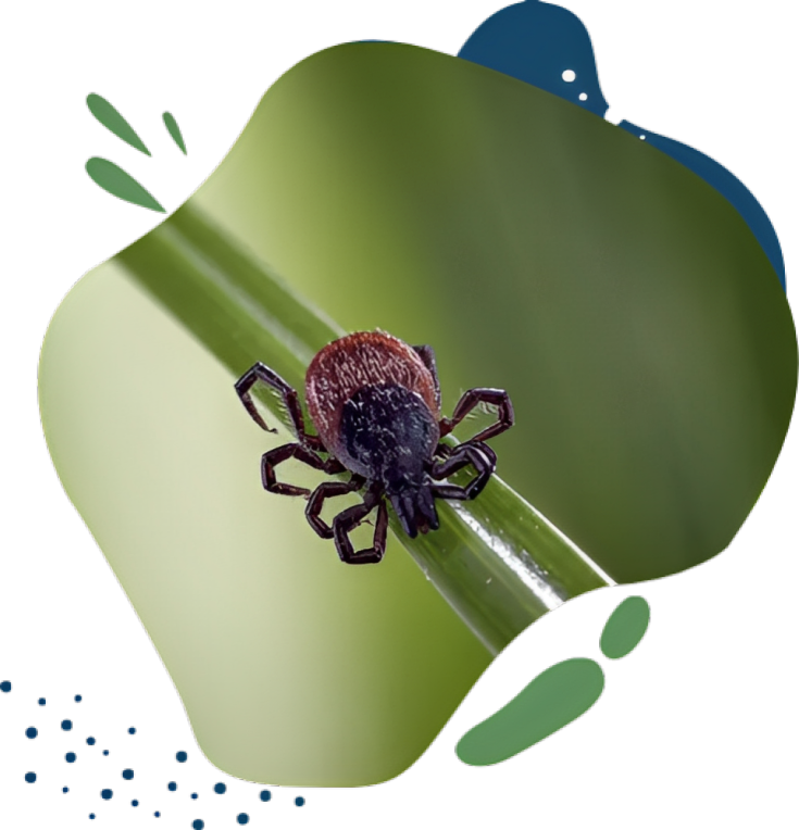 Dog Tick