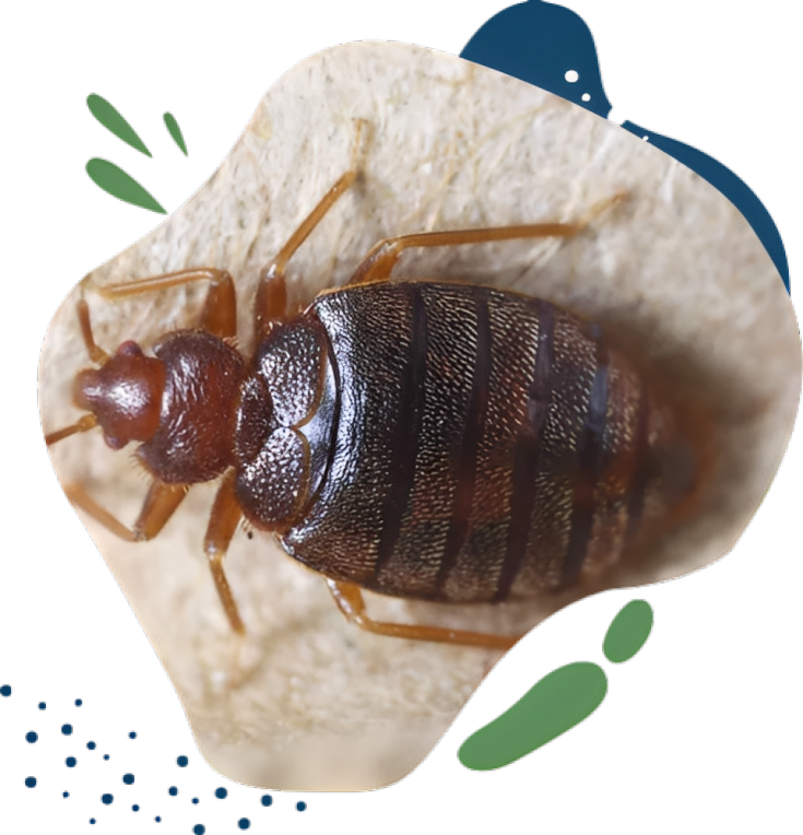 Bed Bugs