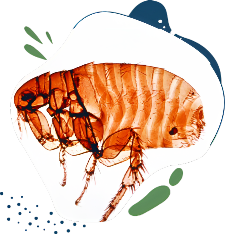 Cat flea