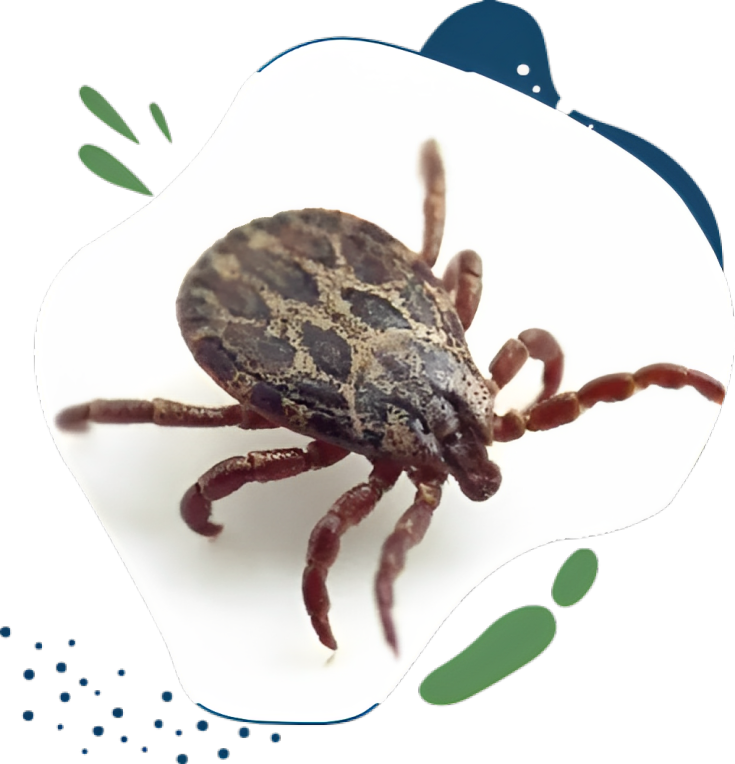 Ticks