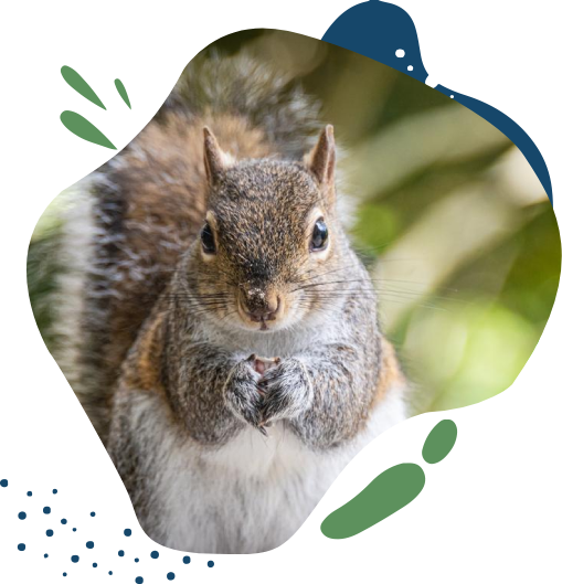 Eastern Gray Squirrel