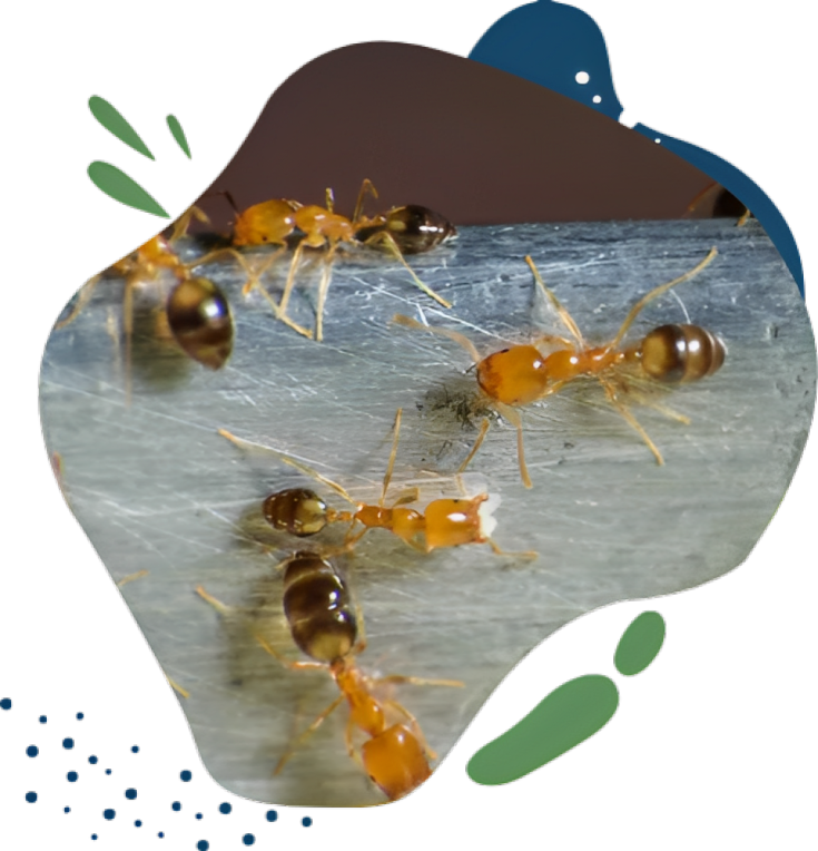 Ants