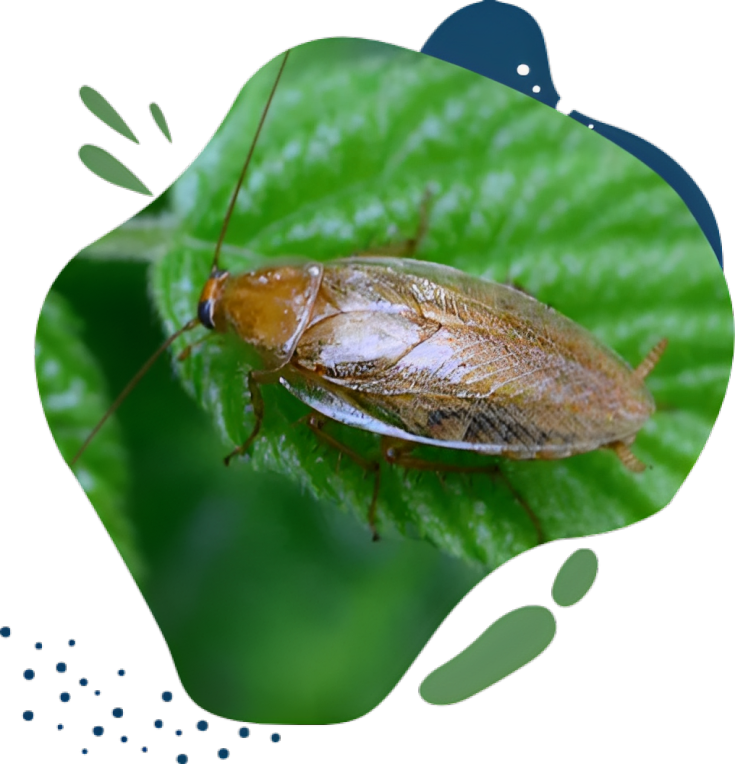 Cockroach