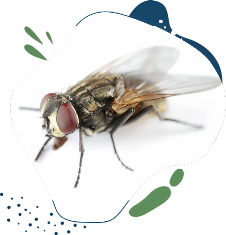 flys