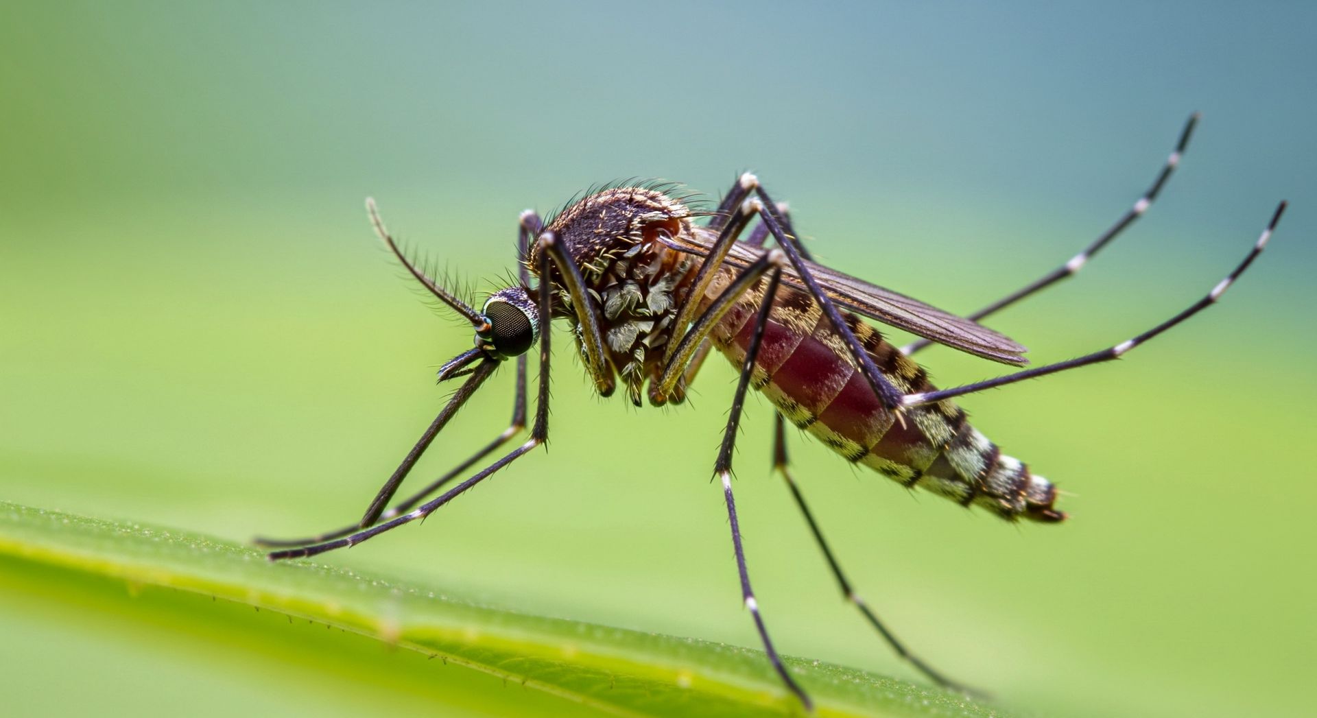 Professional Mosquito Protection