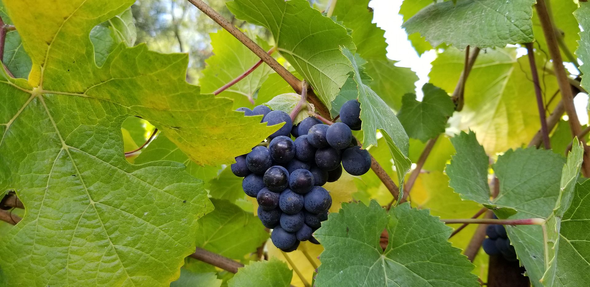 Cluster of ripe purple grapes hanging on a vine среди green leaves