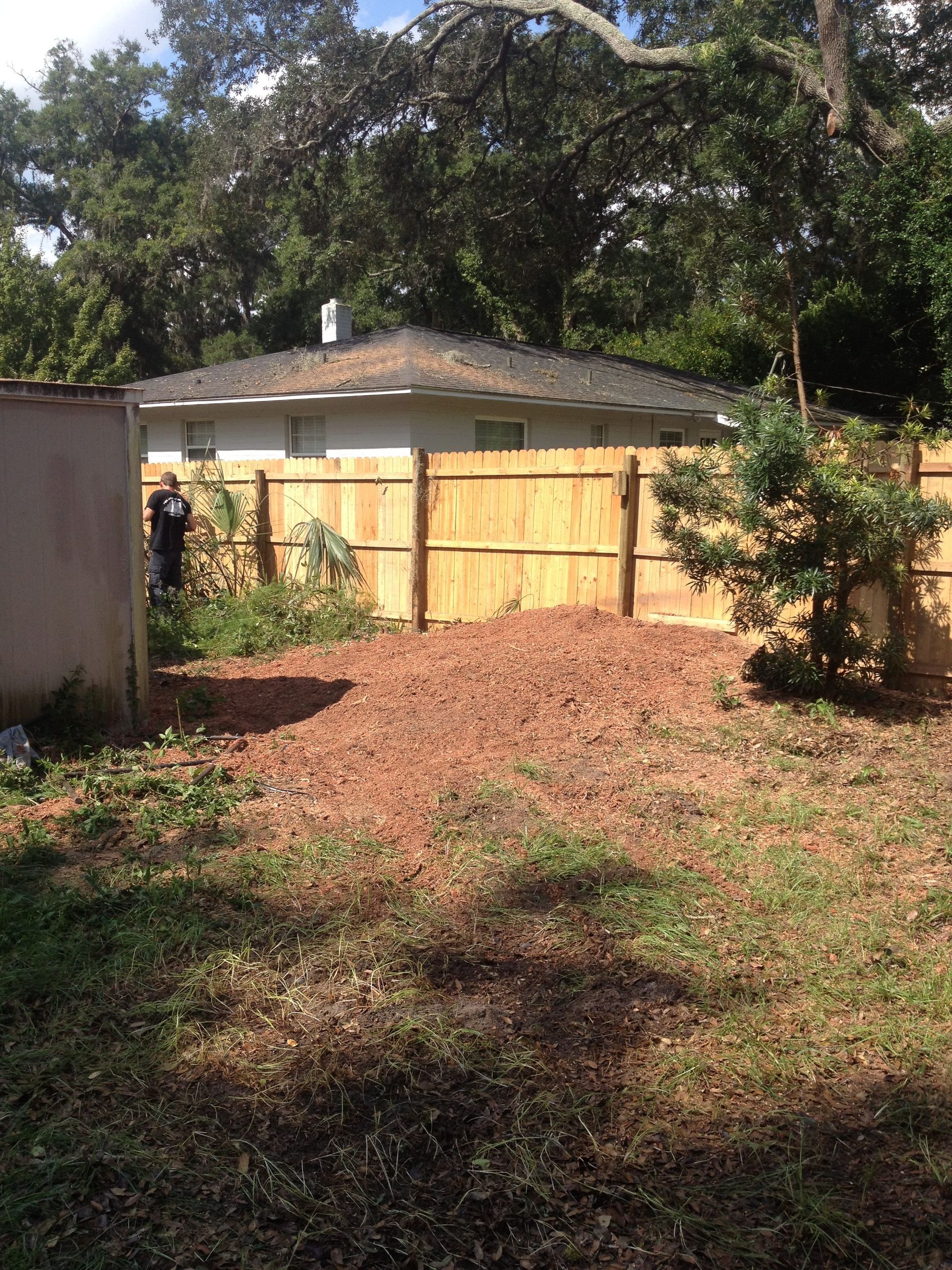 Backyard with new wooden fence, reddish mulch, small trees, and a person standing by a shed.