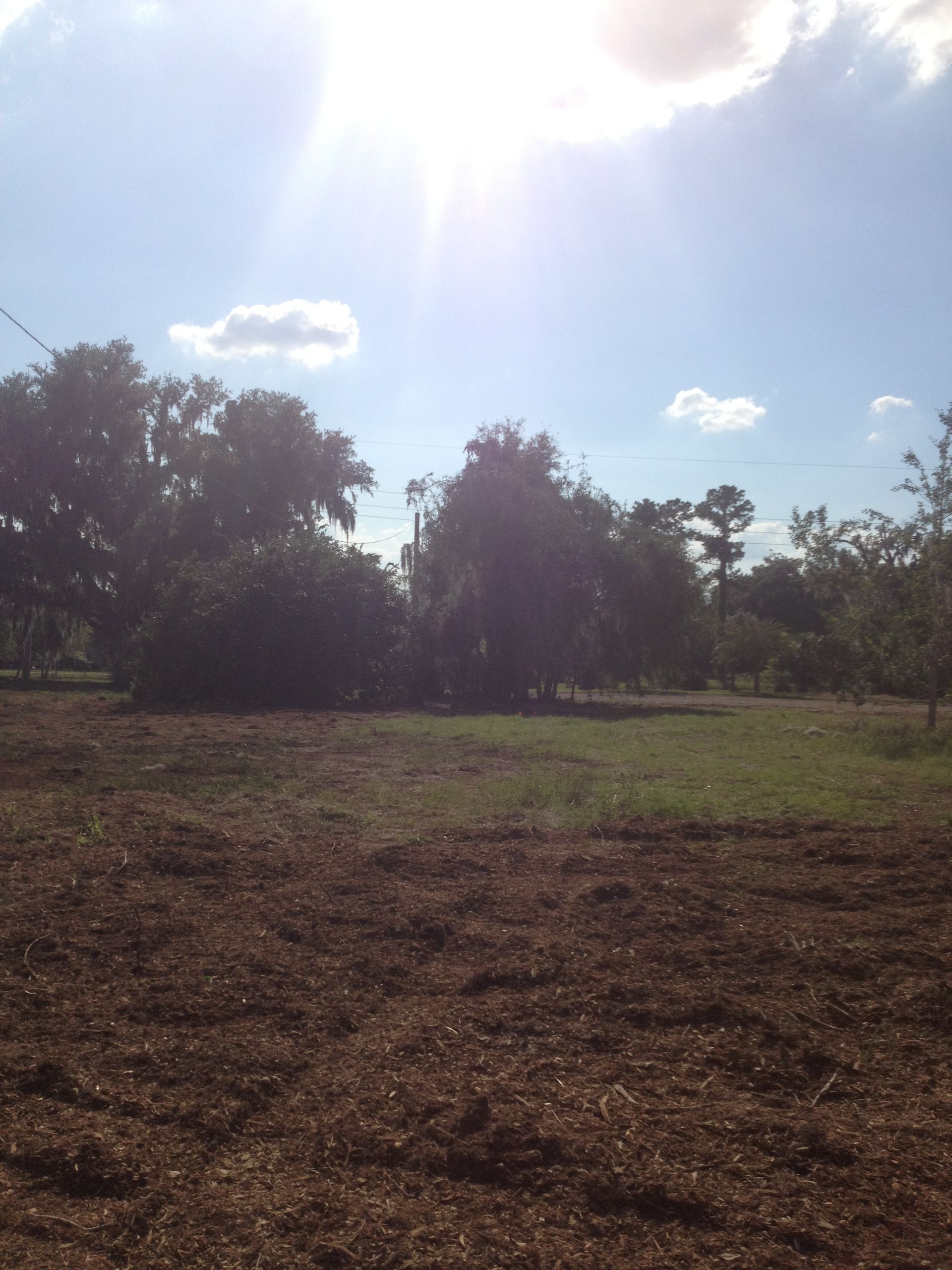 Sunny outdoor scene with mulch-covered foreground and trees against a bright sky.